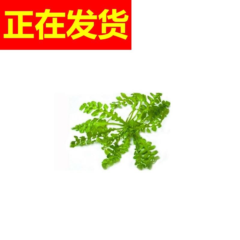 新鲜江苏农家自种饺子春卷包子馅料露天种植3斤荠菜野菜新鲜包邮 - 图2