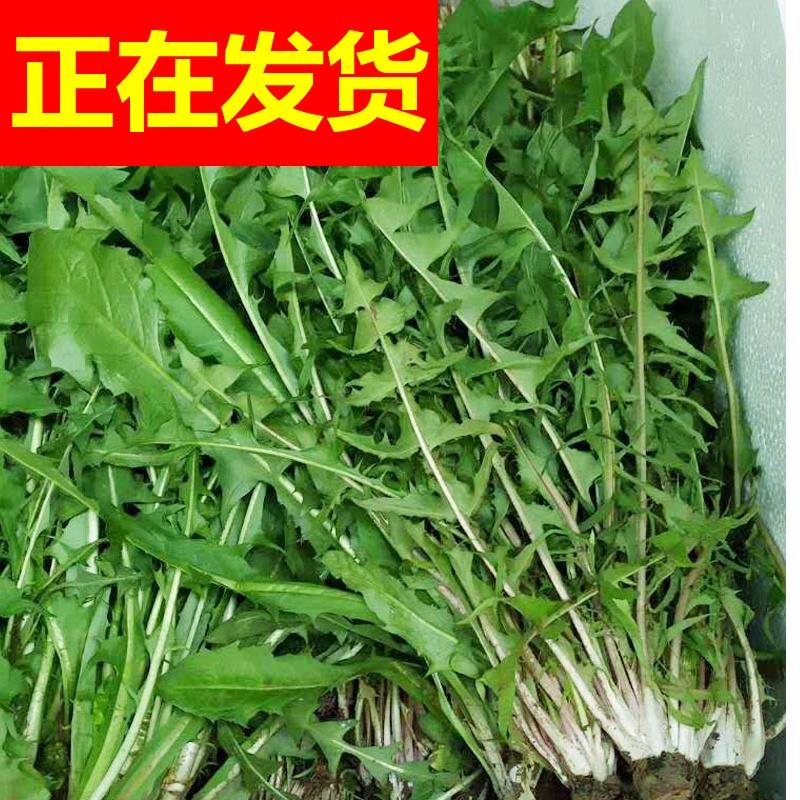 现货3斤包邮新鲜蒲公英带根农家种植蔬菜婆婆丁东北蘸酱菜-图2