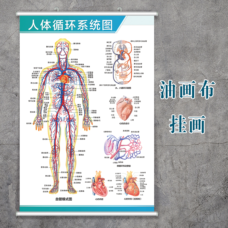 人体解剖学骨骼结构图神经肌肉内脏分布图呼吸系统消化器官挂图-图2