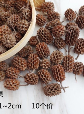 小松果马毛树马尾松天然木麻黄果实干果工艺摆件道具拍照造景材料