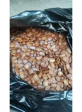 仪花籽种子中籽DIY饰品配件豆荚耳朵手工响铃家居装饰