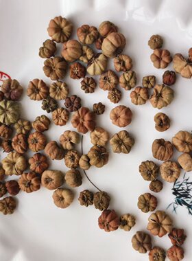 小桔瓜进口植物干花果实 永生花香薰香包 森系花环玻璃罩材料