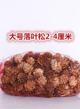 小落叶松柳杉落叶松干花道具