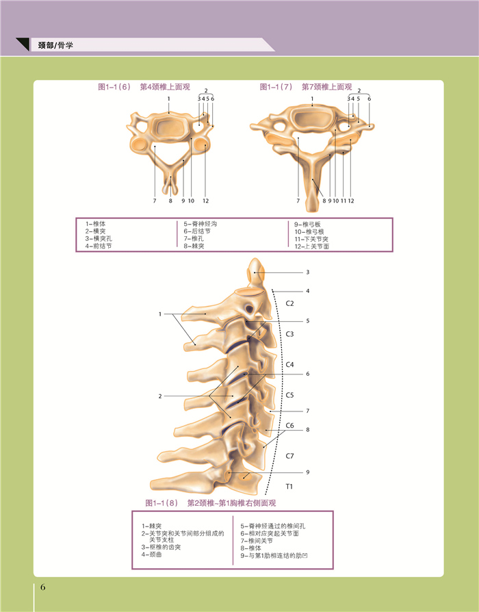 触诊解剖学图谱第2版二版专业正骨按摩运动疗法参考工具书全科书医学解刨学内科学教材彩色谱图骨科医学书籍实用骨科学外科学-图1