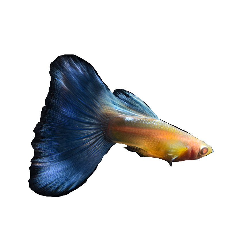 纯种日本观赏孔雀鱼天空蓝缎带大尾大C 热带淡水小型凤尾胎生鱼 - 图3