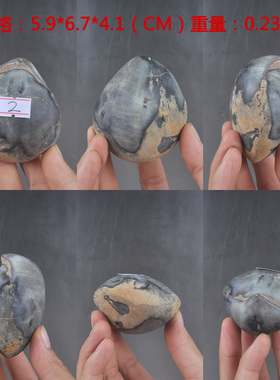 多款鸮头贝 广西泥盆纪古无脊椎动物化石收藏研究装饰奇石摆件