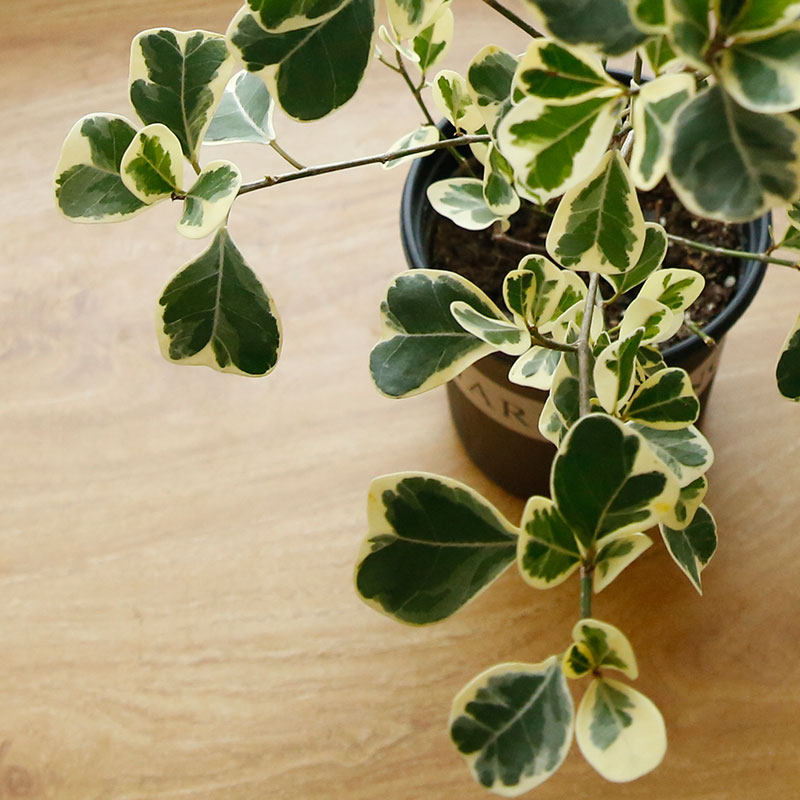 腾飞园艺 只售精品 心叶榕锦心形叶片花叶三角榕盆栽阳台耐阴耐旱