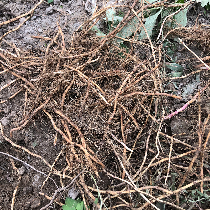 新鲜艾草叶根一斤包邮成都现挖发货洗澡泡酒泡茶中草药材实拍图片