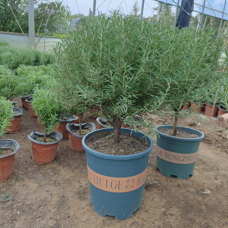 独杆迷迭香盆栽老庄盆景驱蚊驱虫可食用植物四季常青带香味绿植花-图3