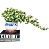 Клифф Золотой ветвь нефритовый лист в форме горшка старый бонсай, сочный балкон, Йельский университет, хорошие цветы и зеленые растения