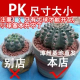 Багровый нефрит супер большую часть мясного растения сказочного шарика в маленький горшечный цвет