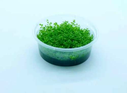 鱼缸植物冒泡草坪迷你矮珍珠进口爬地迷你矮草原类速爬水草成景 - 图3