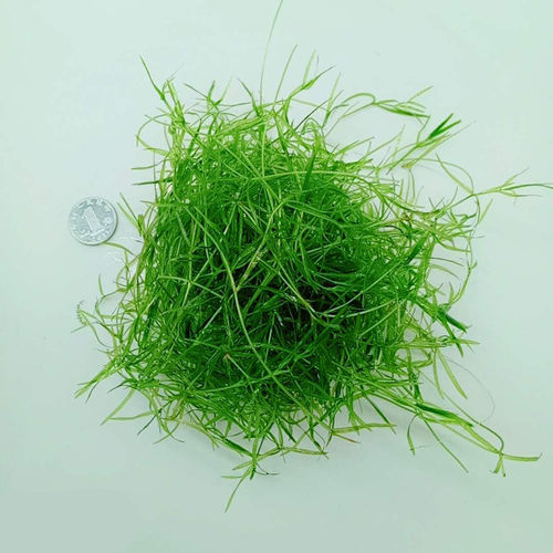 水族箱鱼缸印度小竹节草中后景南美水青竹水草缸新手水草阴性竹子 - 图1