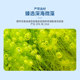 Seaweed Oil Omega ອາຫານເສີມແມ່ ແລະເດັກ