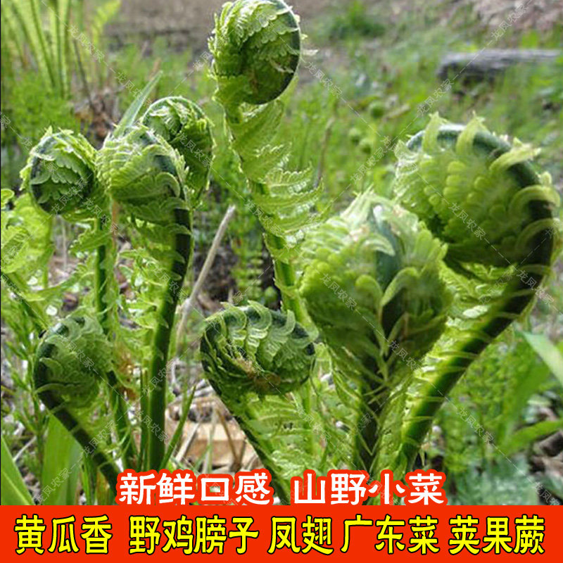 2斤含水黄瓜香野菜广东菜东北承德特产山野菜勾勾菜袋装商用家用,淘宝优惠券,粉丝福利购,淘宝优惠卷