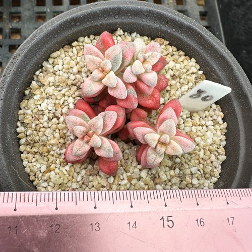 白鹭锦  小型种 可爱多肉植物肉肉盆栽  一物一拍 - 图0