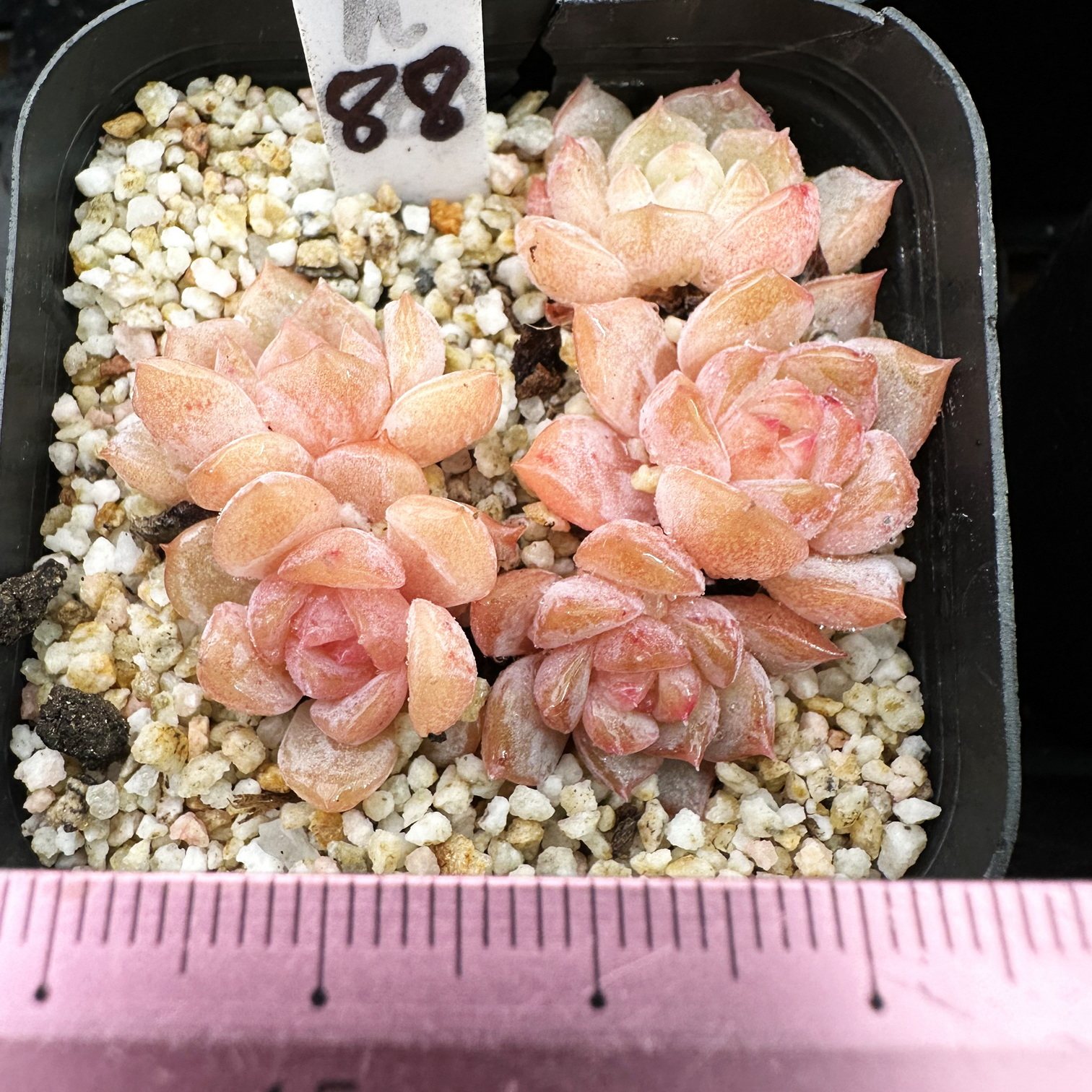 小精品合集  精控小颗肉肉多肉植物小盆栽绿植新手花卉 一物一拍!,淘宝优惠券,粉丝福利购,淘宝优惠卷