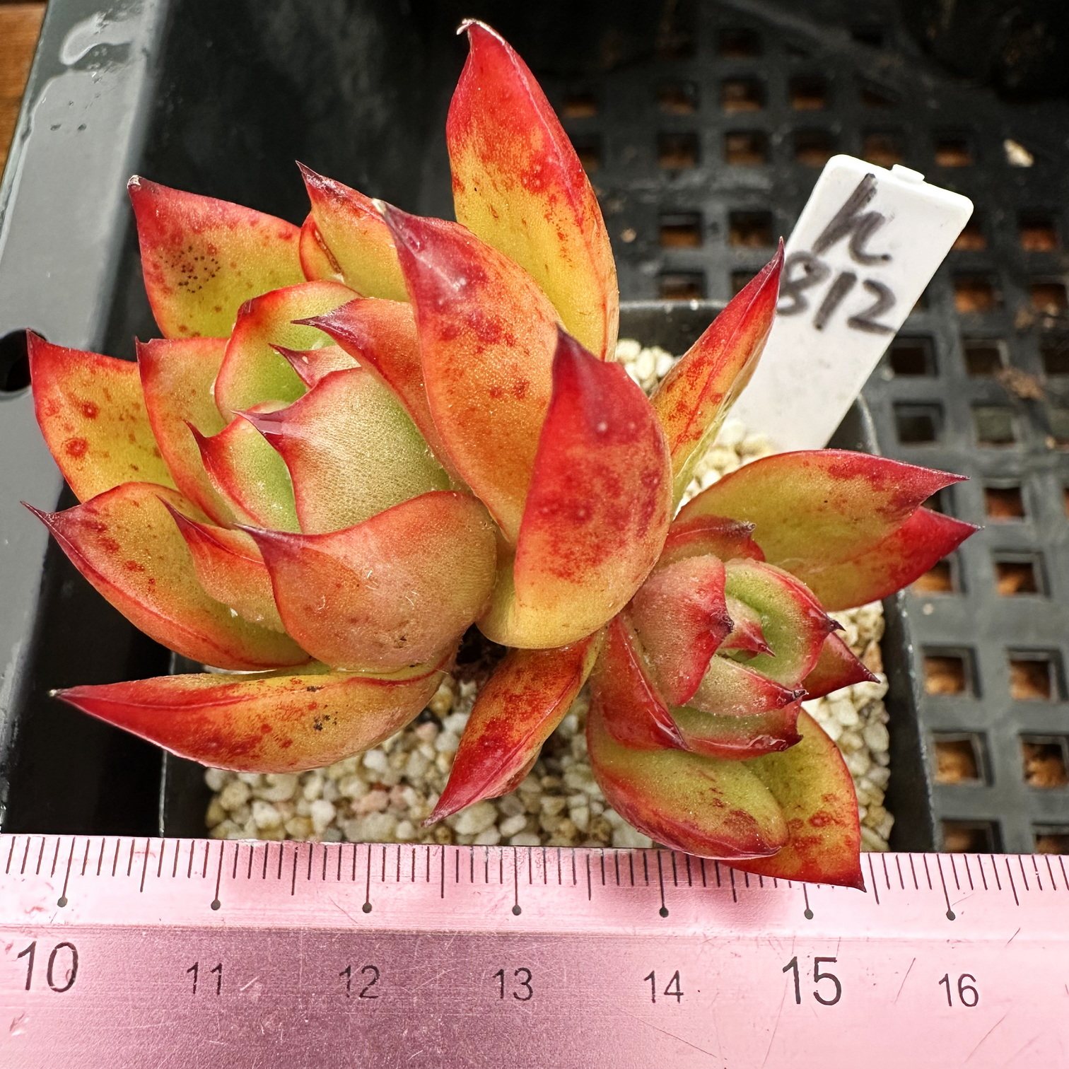 小精品合集  精控小颗肉肉多肉植物小盆栽绿植新手花卉 一物一拍!,淘宝优惠券,粉丝福利购,淘宝优惠卷