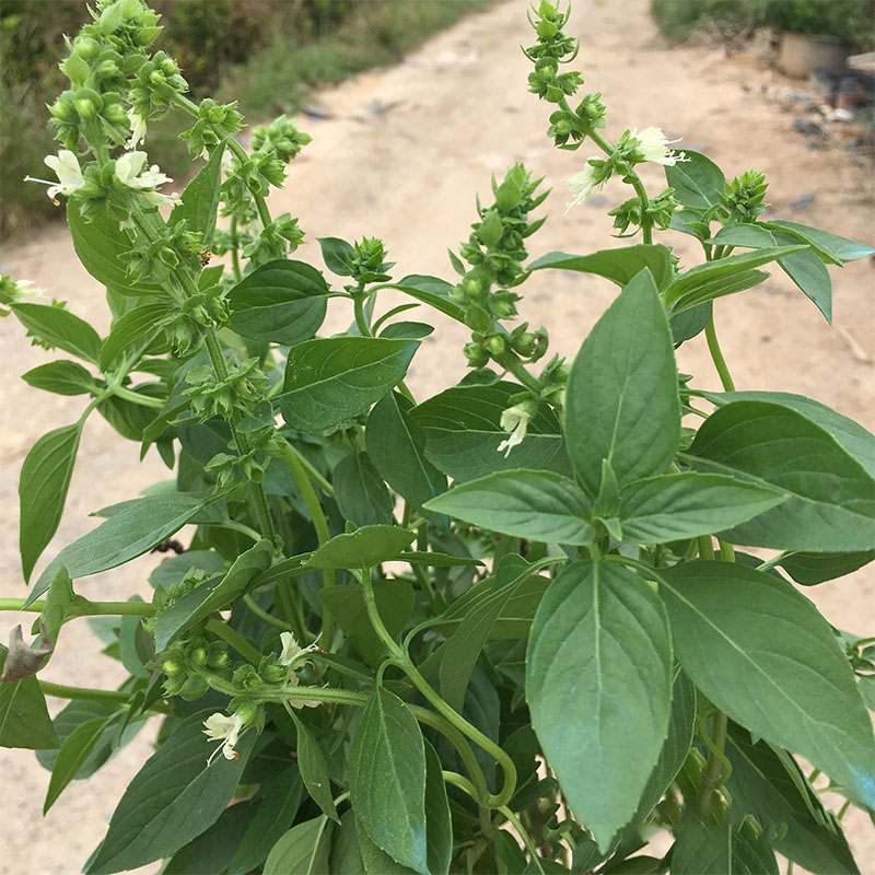 九层塔盆栽新鲜可食用潮汕金不换苗泰国罗勒叶花香料植物调味擂茶 - 图0