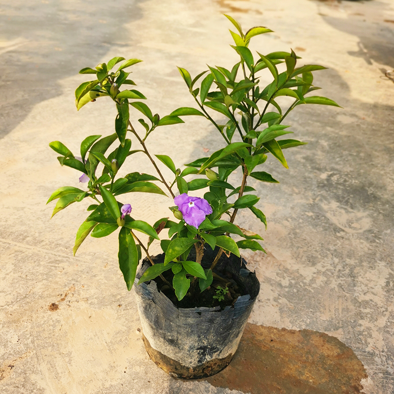 双色茉莉花苗盆栽鸳鸯茉莉花卉四季开花浓香阳台室内外绿植物好养-图2