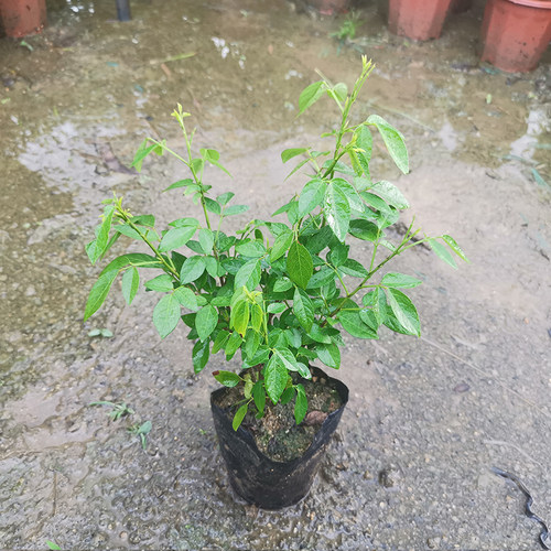 阳台庭院盆栽抹草苗仙草苗潮汕喜事绿植吉祥植物花卉红花带原土盆 - 图2