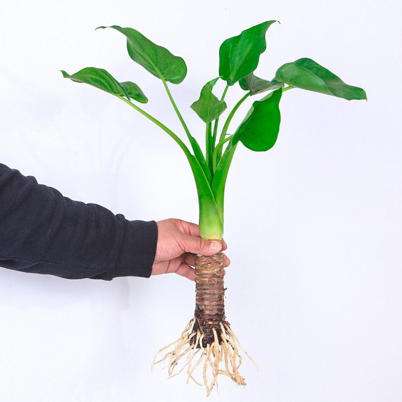 水培大叶千手观音盆栽花小植物室内桌面盆景滴水观音千佛手常绿叶 - 图0