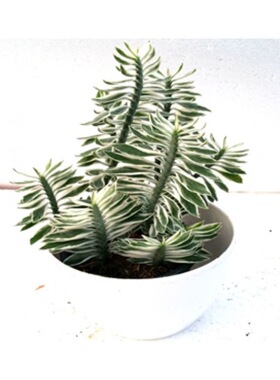 白鹿异植园阳台红雀珊瑚稀有品种