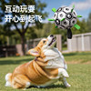 Dog toy ball border shepherd training