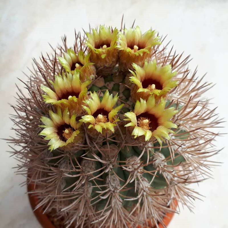 尚野园艺 实生逆豹一物一拍pyrrhocactus bulbocalyx智利球仙人球