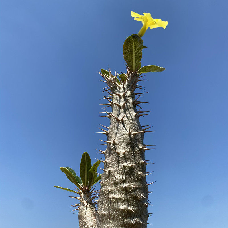 尚野园艺实生巴西女王一物一拍夹竹桃科棒槌树属精品快根多肉