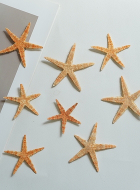 天然海星五角星贝壳家居摆件