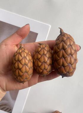 【尤西果】南美酒椰果棕榈 天然植物果实手工diy植物标本收集