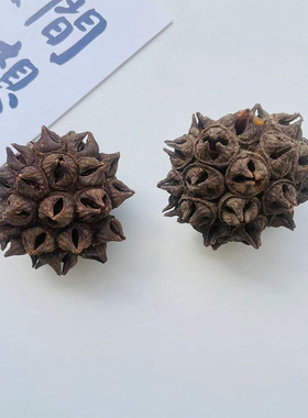 南美缸造景植物果壳进口刺猬壳海参壳小南瓜拍摄道具装饰摆饰鱼缸
