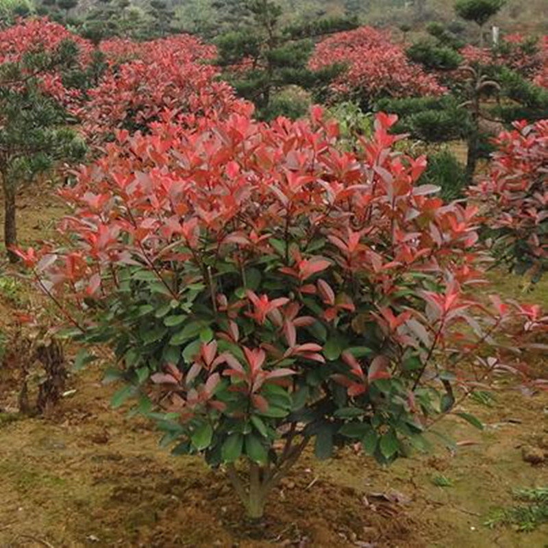 红叶石楠苗小苗围墙绿篱植物高杆四季常青庭院绿化苗木花卉包邮 - 图0