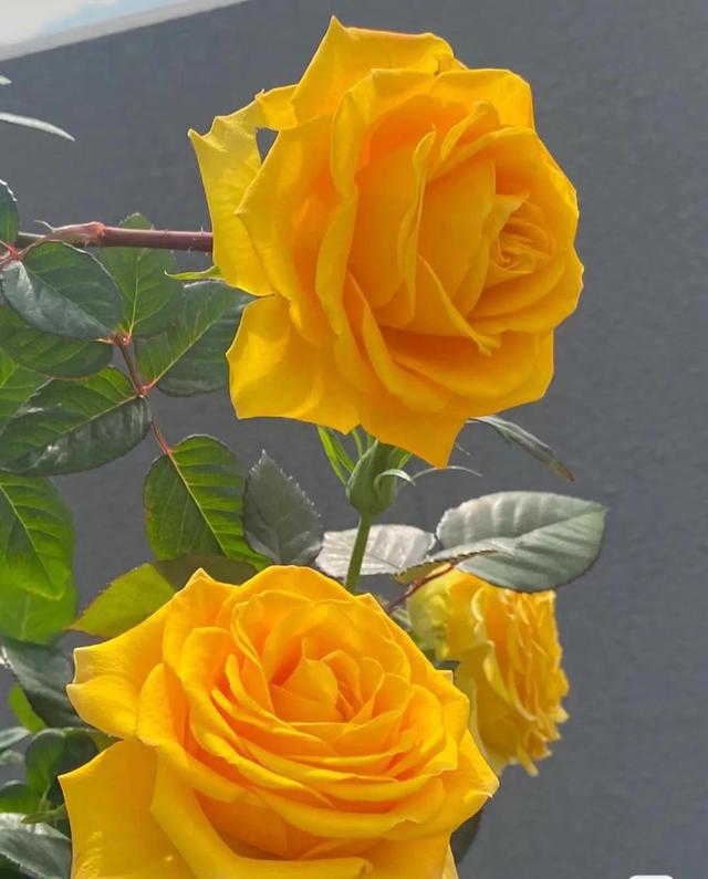 苏格兰黄油玫瑰花月季花苗特大切花盆栽四季灌木庭院阳台花卉植物 - 图0