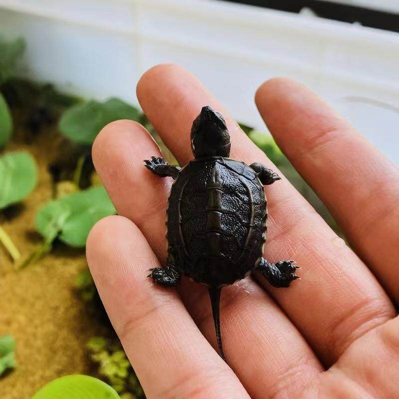 顶墨苗活体小乌龟黑腹全墨情侣草龟宠物外塘深水龟冷水观赏小龟苗,淘宝优惠券,粉丝福利购,淘宝优惠卷