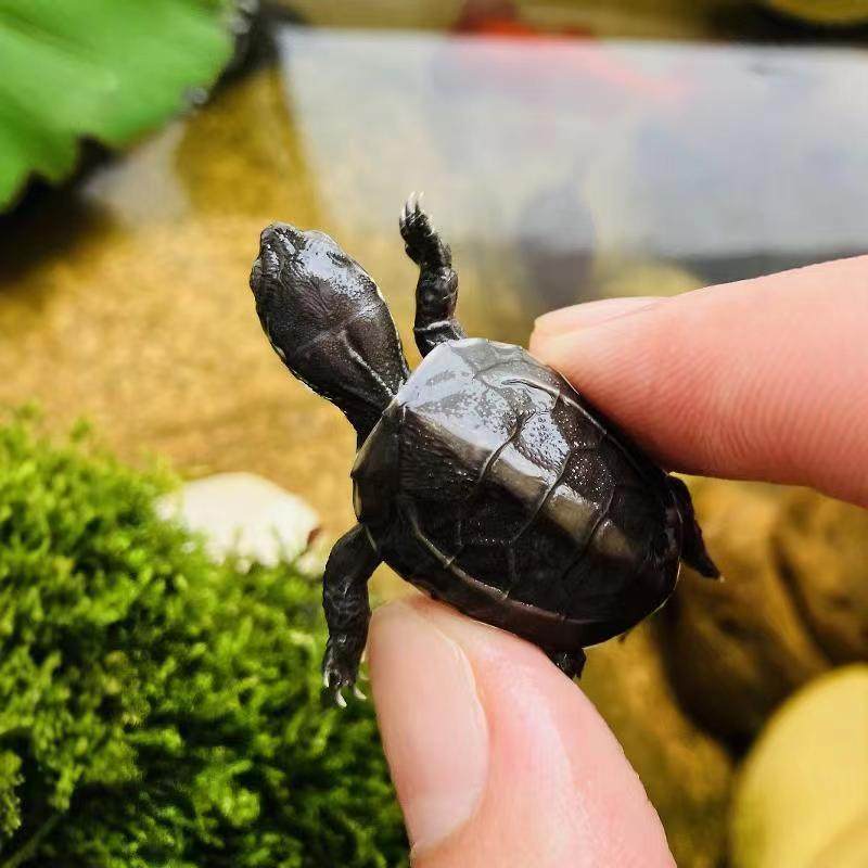 顶墨苗活体小乌龟黑腹全墨情侣草龟宠物外塘深水龟冷水观赏小龟苗,淘宝优惠券,粉丝福利购,淘宝优惠卷