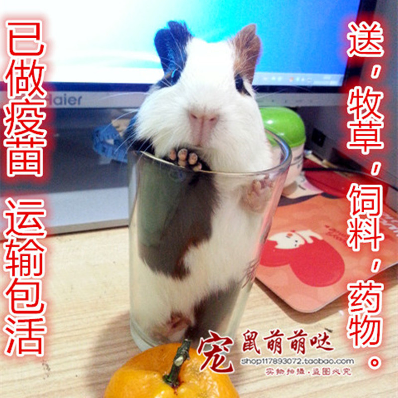 荷兰猪活物豚鼠公仔荷兰猪幼崽宠物活体幼鼠荷兰鼠天竺鼠小宠物-图1