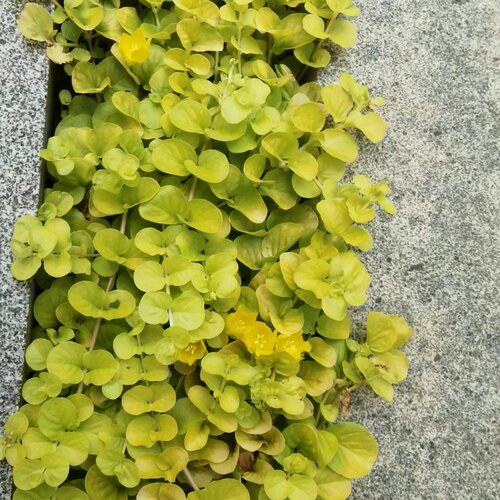 金叶过路黄多年生庭院绿化铺地垂吊植物四季常绿耐寒耐热 - 图1
