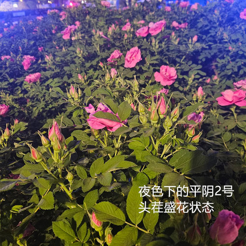 平阴多季玫瑰可食用玫瑰花苗 平阴2号紫枝玫瑰 原生扦插苗地栽苗 - 图1