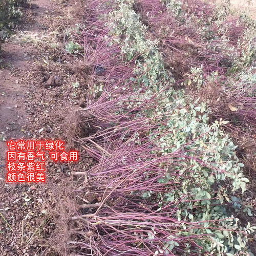 平阴多季玫瑰可食用玫瑰花苗 平阴2号紫枝玫瑰 原生扦插苗地栽苗 - 图0