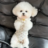 Новая одежда для домашних животных с пятью маленькими белыми медведями, всесезонный чехол для живота, эластичная домашняя хирургическая защитная одежда для живота, одежда для чехла для живота собаки