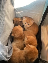 Pure Breeds British Short Gold Asymptotic small Milk Cat Living gold Gradual Layer Young Cat NY12 Color British Short Hairy Cat Cat House Infant Cat