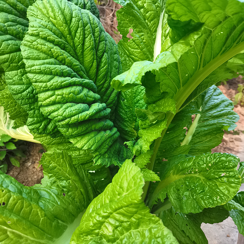 江西梅干菜干货酸菜干腌菜干梅菜干赣南特产赣州客家农家干菜盐菜 - 图0