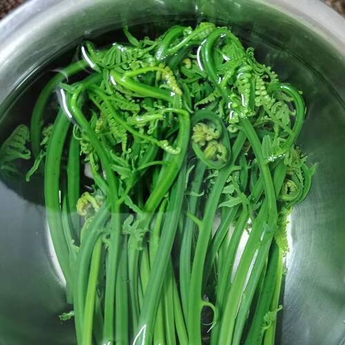 蕨菜新鲜江西水蕨菜现摘春天农家鲜厥菜苗龙爪菜猫爪菜撅菜根蔬菜 - 图3