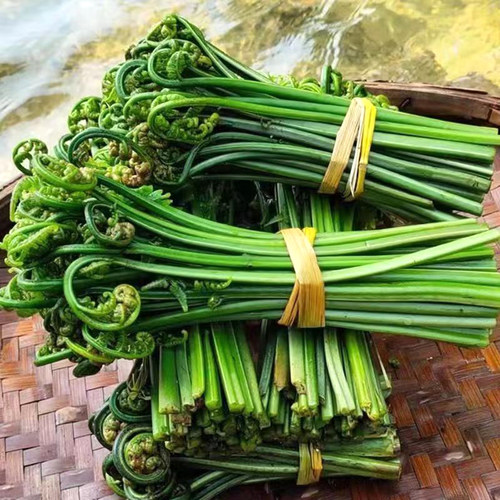 蕨菜新鲜江西水蕨菜现摘春天农家鲜厥菜苗龙爪菜猫爪菜撅菜根蔬菜 - 图2
