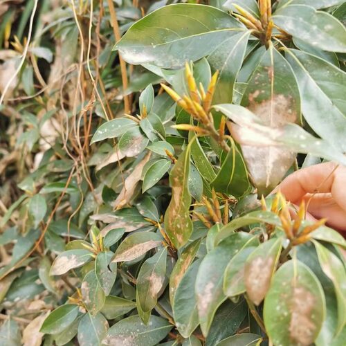 新品白茶头茬老鹰茶野山采摘茶叶青川老阴茶明前头茬新茶嫩芽250g - 图1