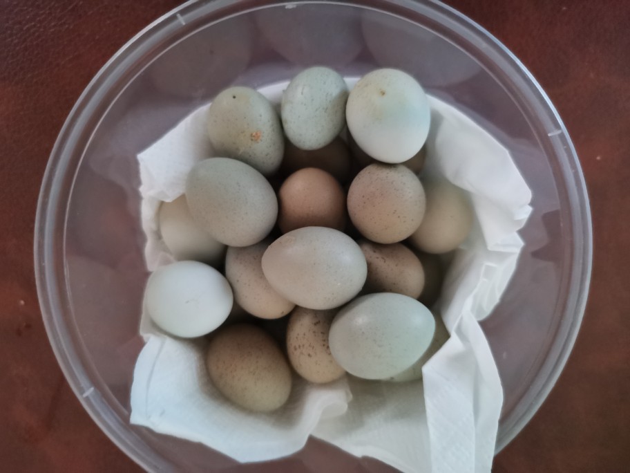 迷你宠物鸡蛋可孵化受精蛋1件10个，送8，共发18个-图0