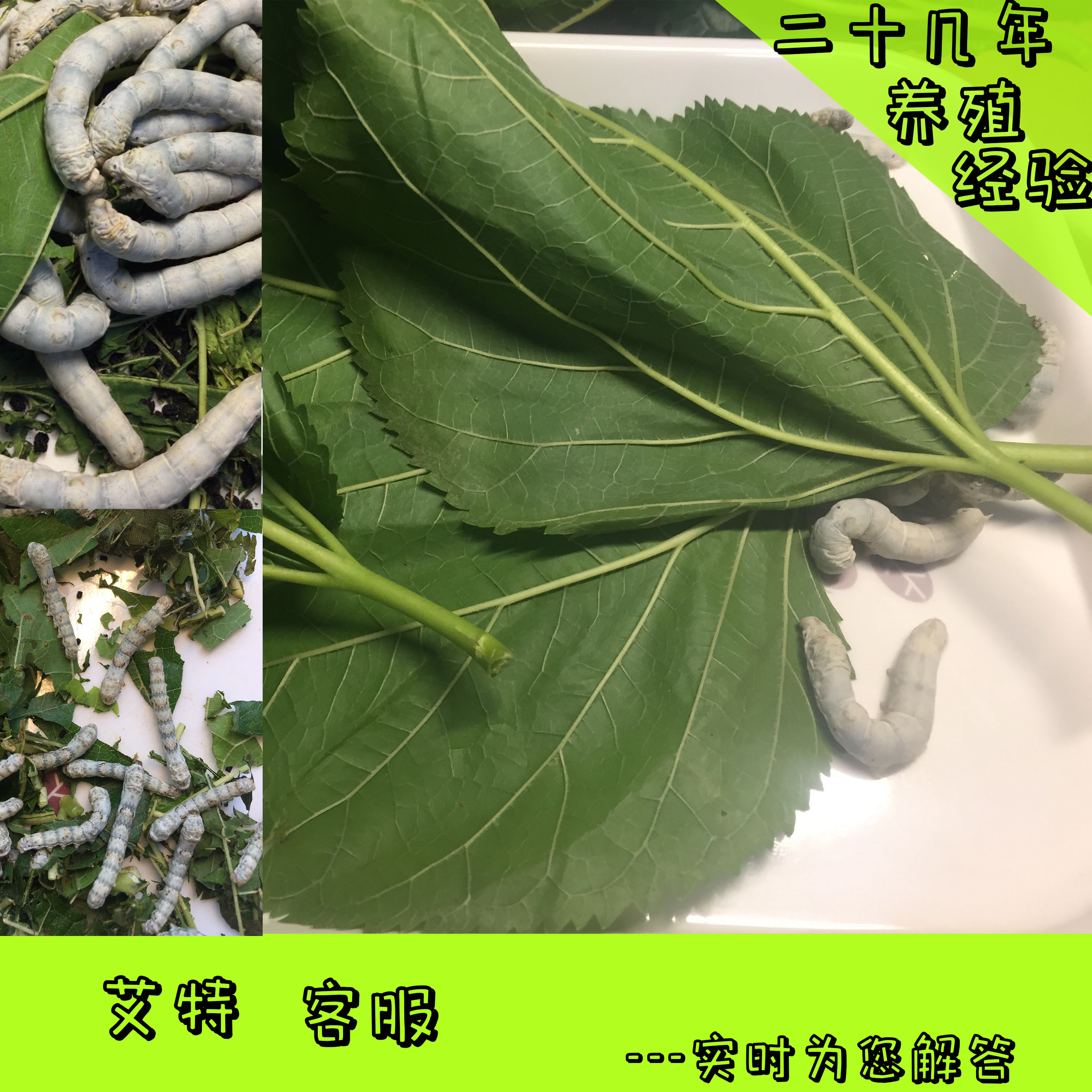 桑叶新鲜蚕宝宝桑叶批饲料蚕宝宝吃的桑叶食物嫩桑叶蚕叶桑叶喂蚕 - 图1