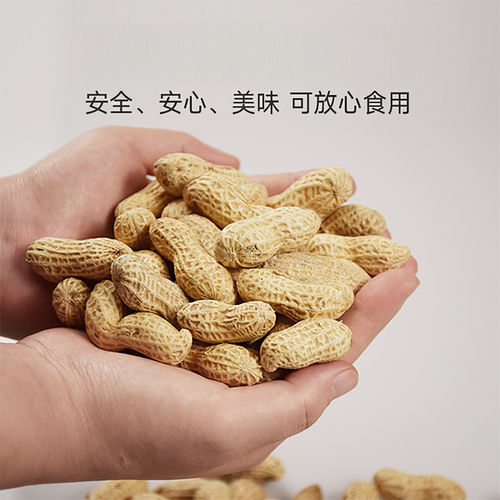 ZHAORI青岛朝日花生烤花生山东原味落花生香酥180g新旧包装随机发 - 图2